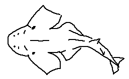 Squatina heteroptera